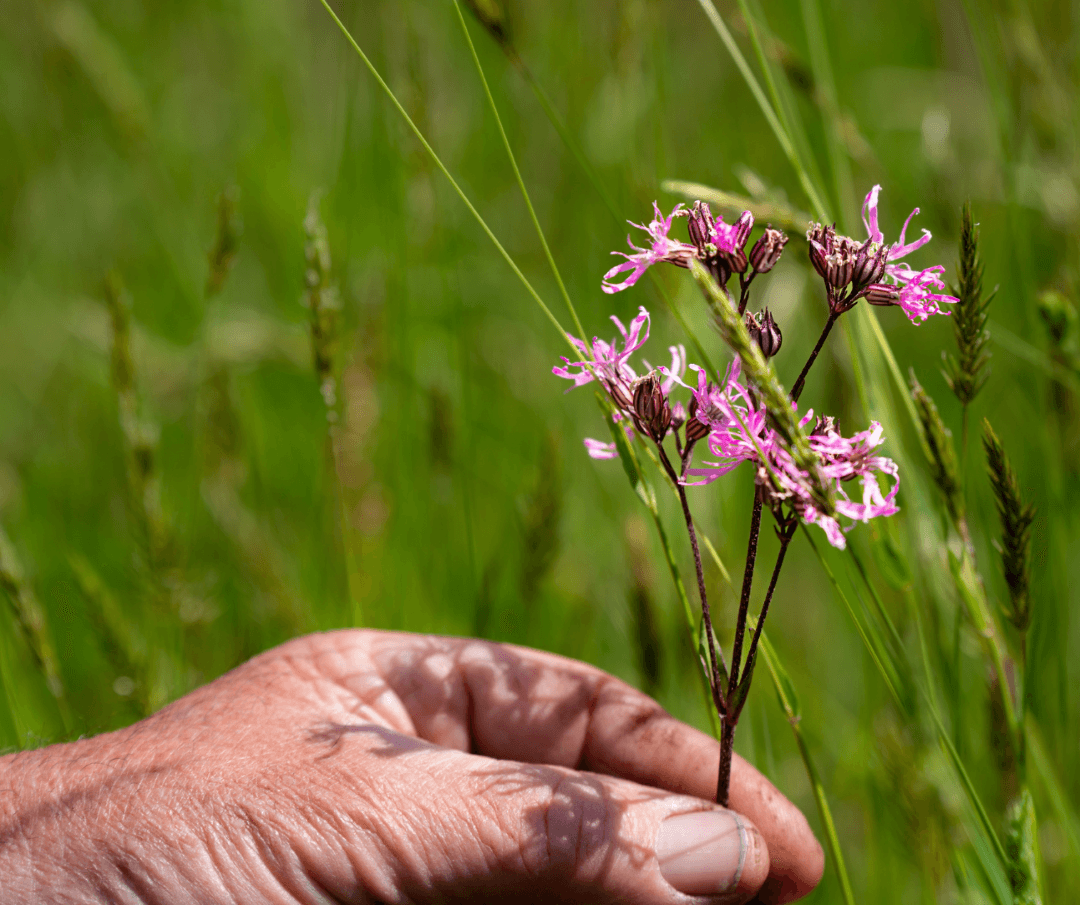 Een hand houdt de roze koekoeksbloem vast